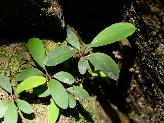 Bucephalandra sp Bucephalandra sp
