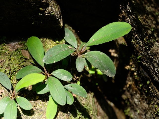 Bucephalandra sp\"Deep Purple\"from Kapuas【AZ0819-4】追記分_a0067578_09401185.jpg