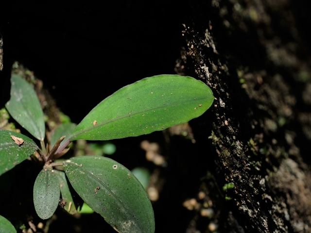 Bucephalandra sp