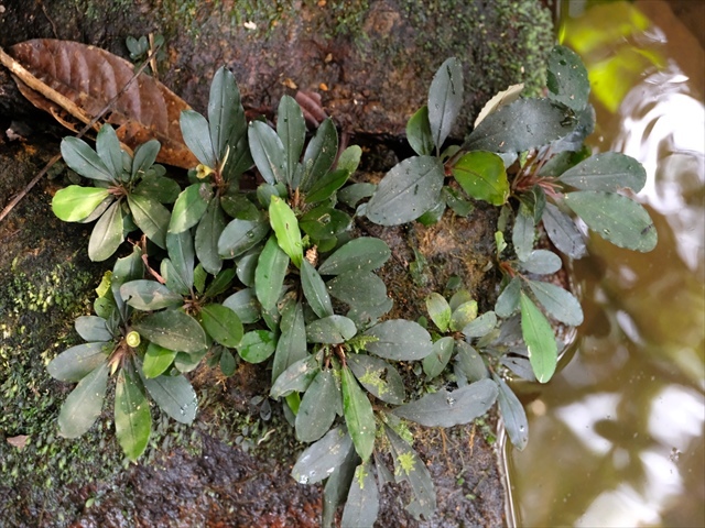 Bucephalandra sp\"Deep Purple\"from Kapuas【AZ0819-4】追記分_a0067578_09440976.jpg