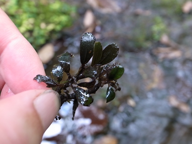 Bucephalandra sp\"Deep Purple\"from Kapuas【AZ0819-4】追記分_a0067578_09551043.jpg