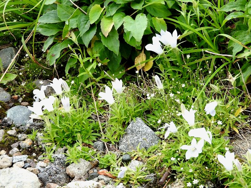 乗鞍のちょっと変わった花3種 四季彩日記 4 乗鞍のちょっと変わった花3種 四季彩日記 4