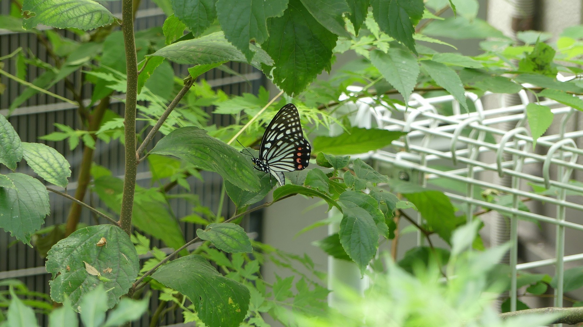 a0185081_10263486.jpg