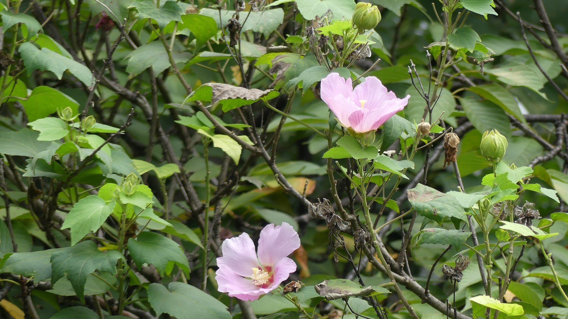 a0185081_10265022.jpg