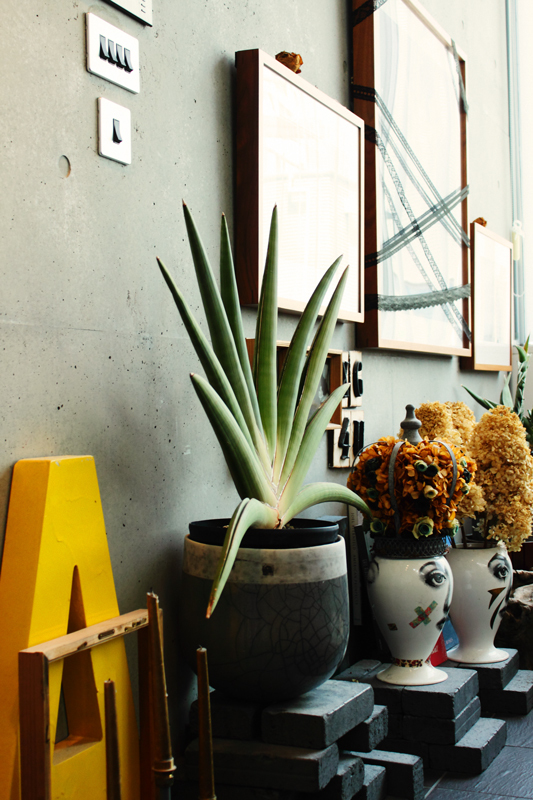 サンセベリア コレクション②（ラブ24977 VS プフィステリー