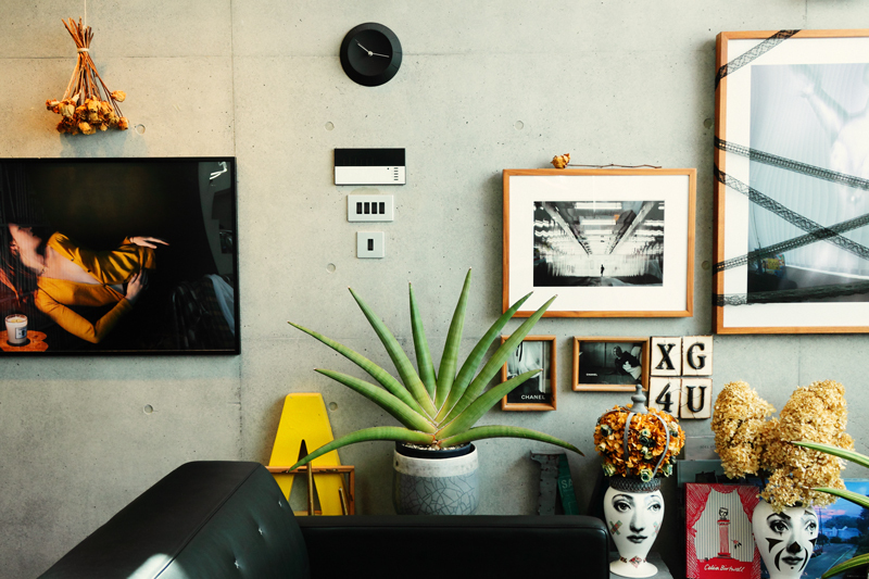 サンセベリア コレクション②（ラブ24977 VS プフィステリー