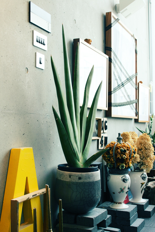 ト*1様 【コレクション株】【6株】(発根済)サンスベリア プフィステリー Amazon.co.jp: サンスベリア プフィステリー 多肉植物