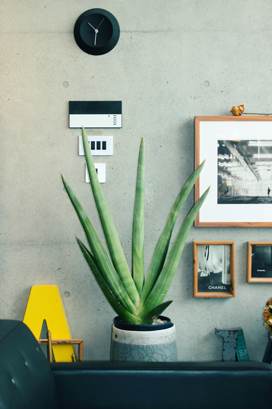 ト*1様 【コレクション株】【6株】(発根済)サンスベリア プフィステリー コレクション株】【6株】(発根済)サンスベリア プフィステリーA