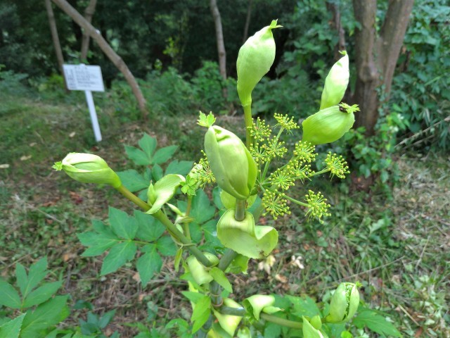 謎だった面白い形の植物は ペンギンの足跡