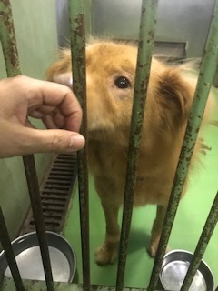 【犬・移動先募集】センター(支所)収容(8/28訪問)_f0242002_16211259.jpg