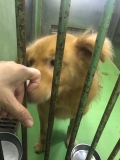 【犬・移動先募集】センター(支所)収容(8/28訪問)_f0242002_16212195.jpg