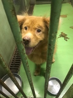 【犬・移動先募集】センター(支所)収容(8/28訪問)_f0242002_16212529.jpg