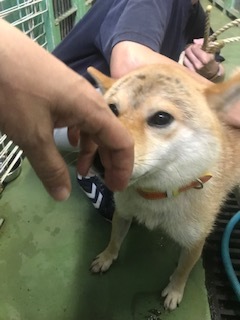 【犬・移動先募集】センター(支所)収容(8/28訪問)_f0242002_16231911.jpg