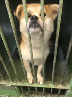 【犬・移動先募集】センター(支所)収容(8/28訪問)_f0242002_16234051.jpg