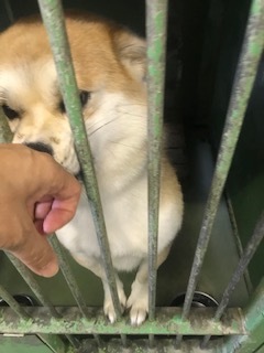 【犬・移動先募集】センター(支所)収容(8/28訪問)_f0242002_16234521.jpg