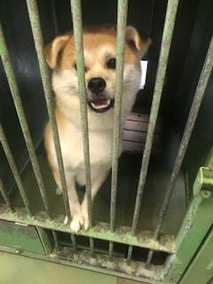 【犬・移動先募集】センター(支所)収容(8/28訪問)_f0242002_16272444.jpg