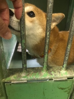 【犬・移動先募集】センター(支所)収容(8/28訪問)_f0242002_16274472.jpg