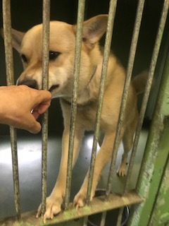 【犬・移動先募集】センター(支所)収容(8/28訪問)_f0242002_16275738.jpg