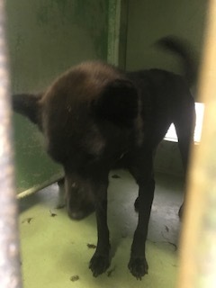 【犬・移動先募集】センター(支所)収容(8/28訪問)_f0242002_16292400.jpg