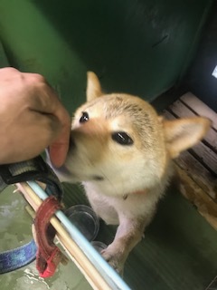 【犬・移動先募集】センター(支所)収容(8/28訪問)_f0242002_16313584.jpg