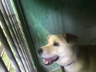 【犬・移動先募集】センター(支所)収容(8/28訪問)_f0242002_16315057.jpg