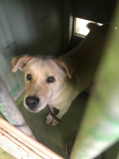 【犬・移動先募集】センター(支所)収容(8/28訪問)_f0242002_16341025.jpg