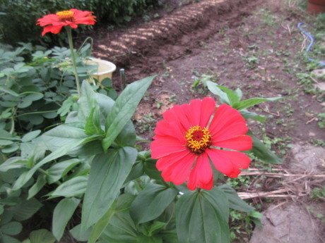 大根蒔き足し、高菜・春菊蒔く_a0203003_15145705.jpg