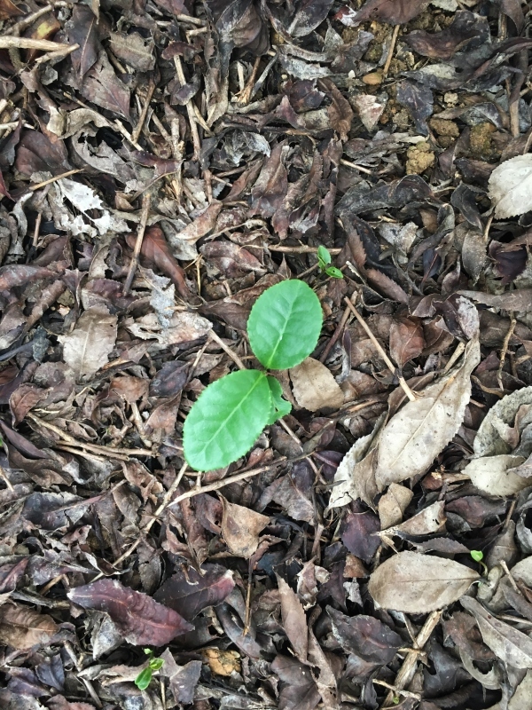 今年も紅茶を、ごとう製茶_b0220318_17100923.jpg