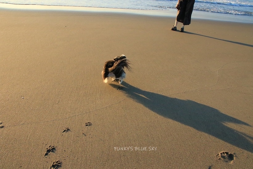 カメラ目線も忘れない（夏の終わりの海・Ⅷ）_c0145250_09135752.jpg