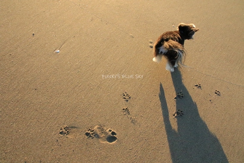 カメラ目線も忘れない（夏の終わりの海・Ⅷ）_c0145250_09141576.jpg