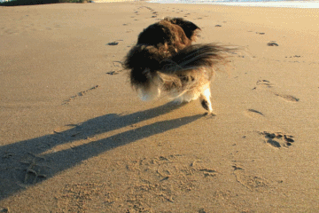 c0145250_09142827.gif