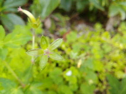 小さな花の物語…_b0368362_11191902.jpg