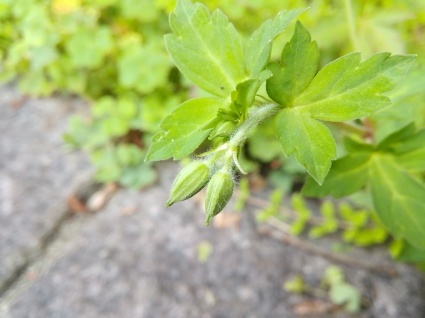 小さな花の物語…_b0368362_11193690.jpg