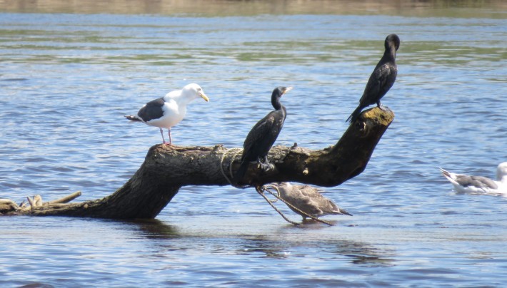 カワウのオブジェ_c0386267_15105558.jpg