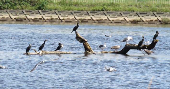 カワウのオブジェ_c0386267_15131414.jpg