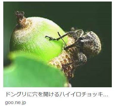 5 49 ドングリに穴をあけるハイイロチョッキリ 三百六十五連休