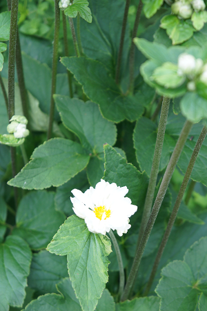 d0179679_19152070.png