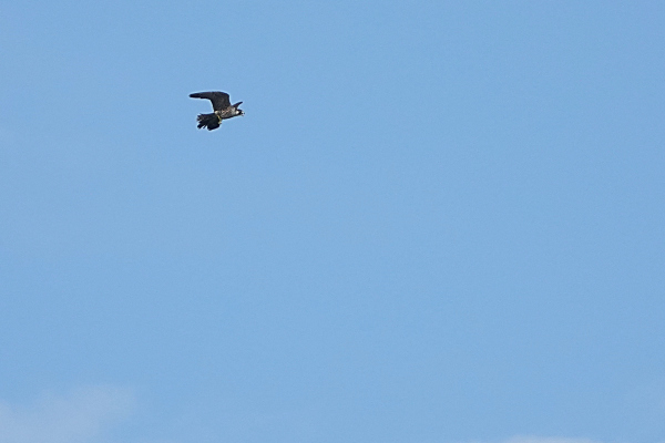 a0143780_11200615.jpg