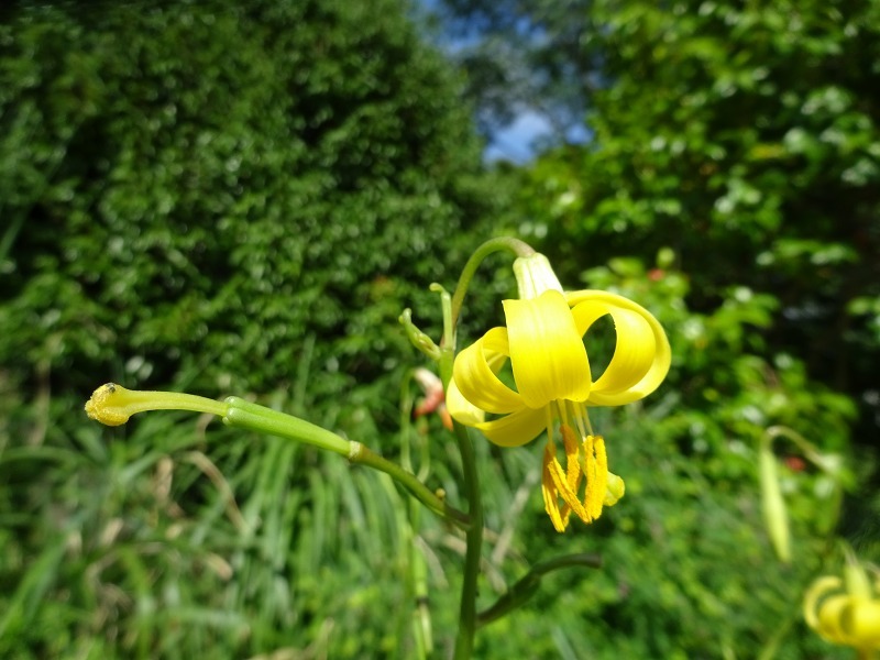 久しぶりの花散策　平尾台　へ_d0340681_22371028.jpg