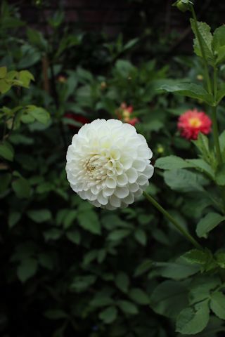 またまた「バラクラ」へ_c0090198_15204325.jpg