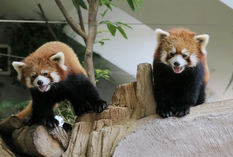 アジアの森のレッサーパンダ : レサパン日和