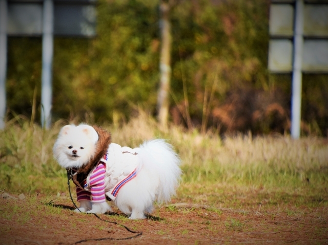 揺れ動くこころ_d0360206_23552800.jpg