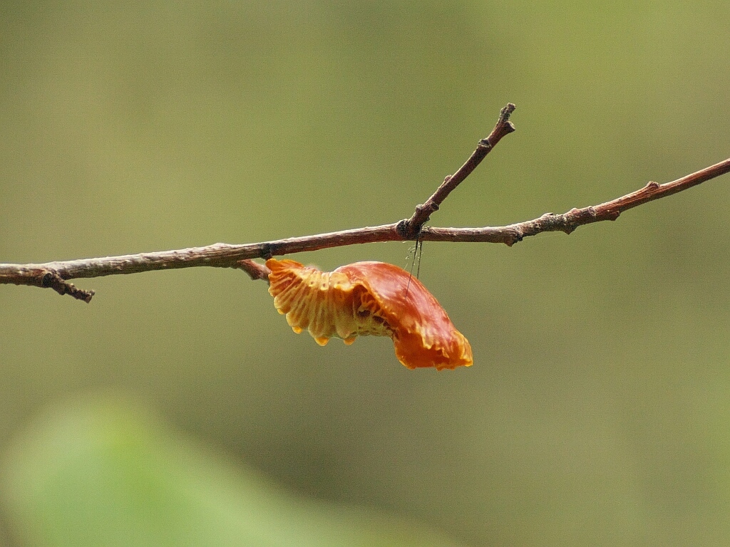 e0364711_22135541.jpg