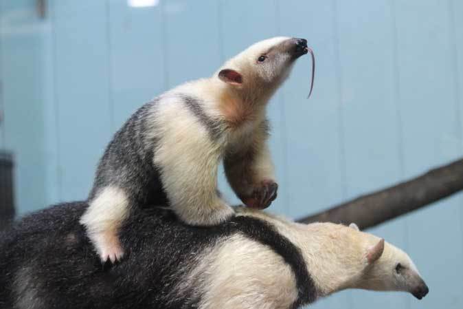 ミナミコアリクイ親子 ナツ サン いつ何時も母の背に 上野動物園 続々 動物園ありマス