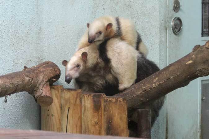 ミナミコアリクイ親子 ナツ サン いつ何時も母の背に 上野動物園 続々 動物園ありマス