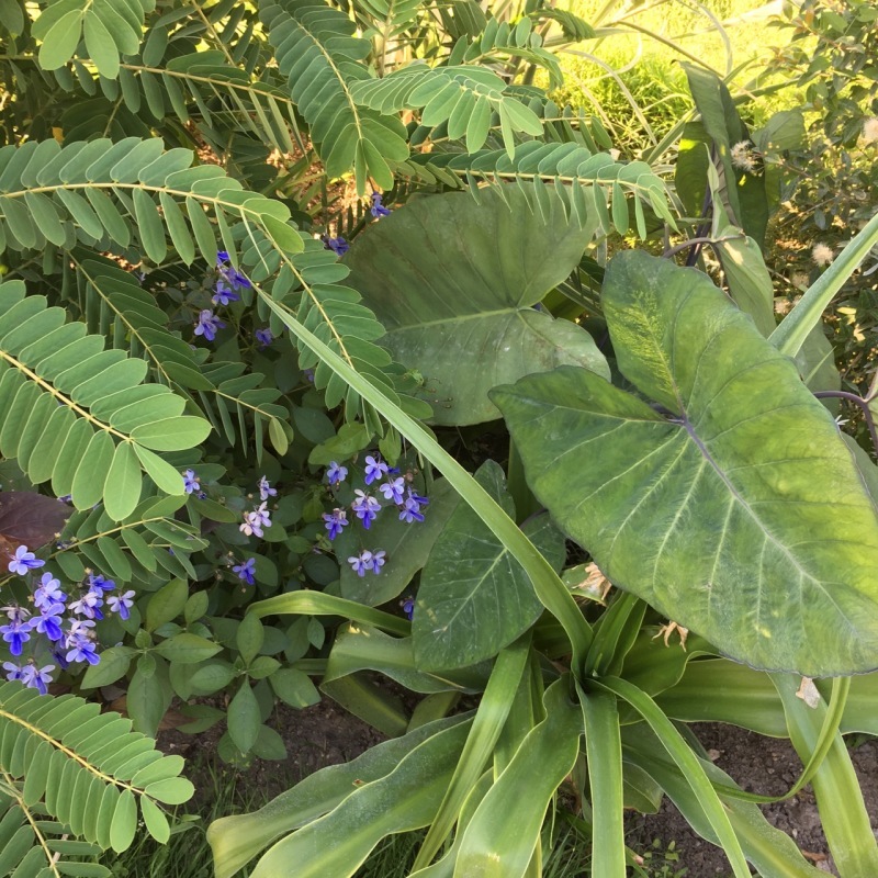 パリ植物園　夏　その２　税関吏アンリ・ルソー_a0382944_21255613.jpg