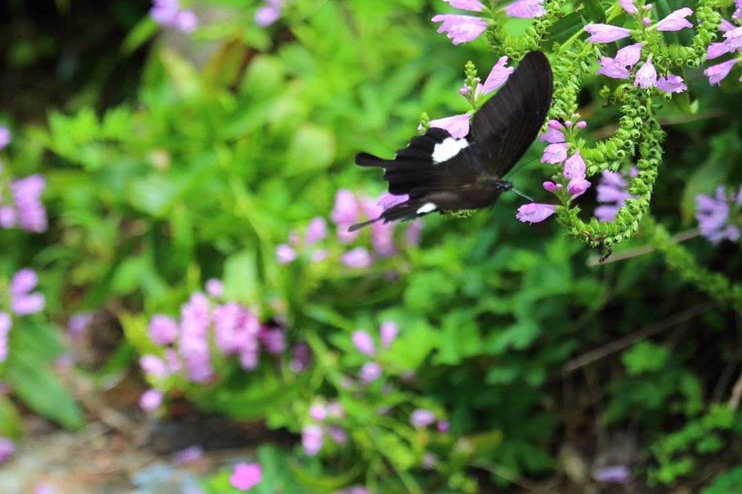 e0403850_16170104.jpg