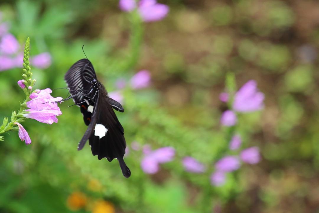 e0403850_16174859.jpg