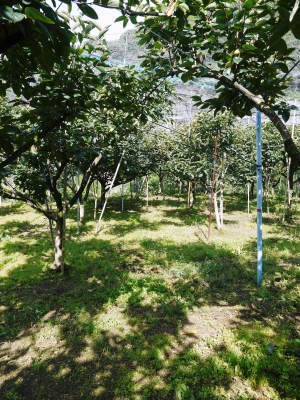 太秋柿 古川果樹園 今年(令和元年)も順調に成長中!しかし、収量は今年は激減しそうです(後編)_a0254656_16460909.jpg