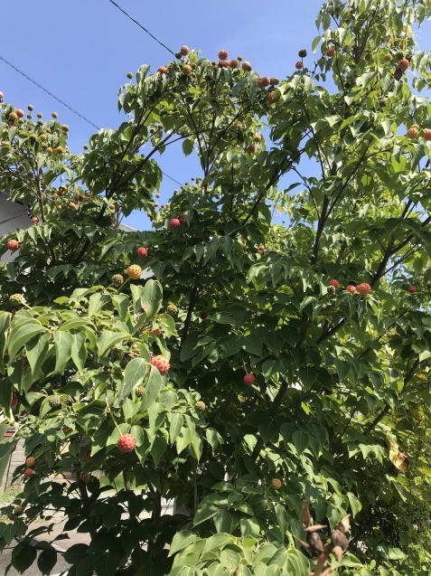 c0115560_10254150.jpg